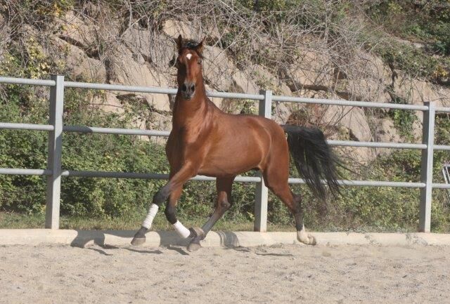 PRE Zorro 6 jahre / 170cm Basis geritten, Post-Your-Horse.com (Caballoria S.L.), Horses For Sale, Rafelguaraf