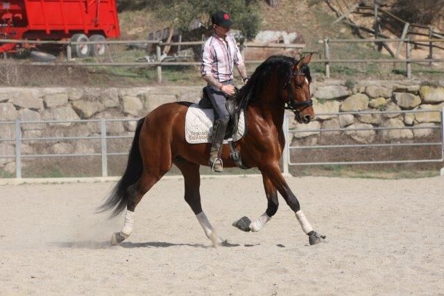 PRE Zorro 6 jahre / 170cm Basis geritten, Post-Your-Horse.com (Caballoria S.L.), Horses For Sale, Rafelguaraf, Image 4