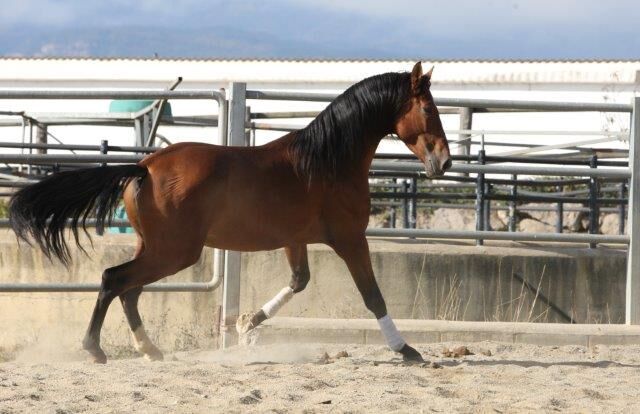 PRE Zorro 6 jahre / 170cm Basis geritten, Post-Your-Horse.com (Caballoria S.L.), Horses For Sale, Rafelguaraf, Image 9