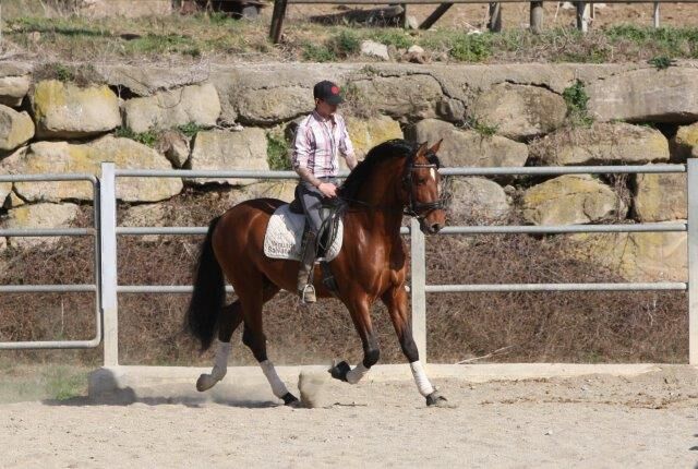 PRE Zorro 6 jahre / 170cm Basis geritten, Post-Your-Horse.com (Caballoria S.L.), Horses For Sale, Rafelguaraf, Image 8