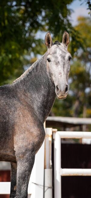 PRE Zuchtstute Enkelin von Educado Buckskin Stuftfohlen, Post-Your-Horse.com (Caballoria S.L.), Horses For Sale, Rafelguaraf