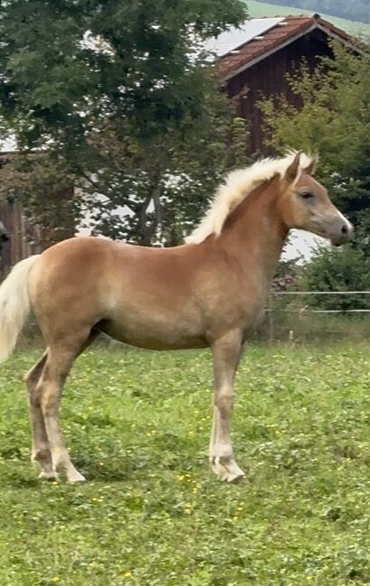 Edelbluthaflinger Stutfohlen, Monika, Horses For Sale, Rottenbuch, Image 3