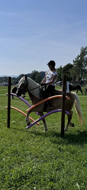 Edelbluthaflinger Stutfohlen, Monika, Horses For Sale, Rottenbuch, Image 4