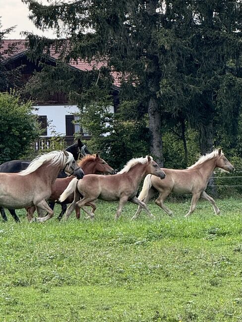 Edelbluthaflinger Stutfohlen, Monika, Horses For Sale, Rottenbuch, Image 7