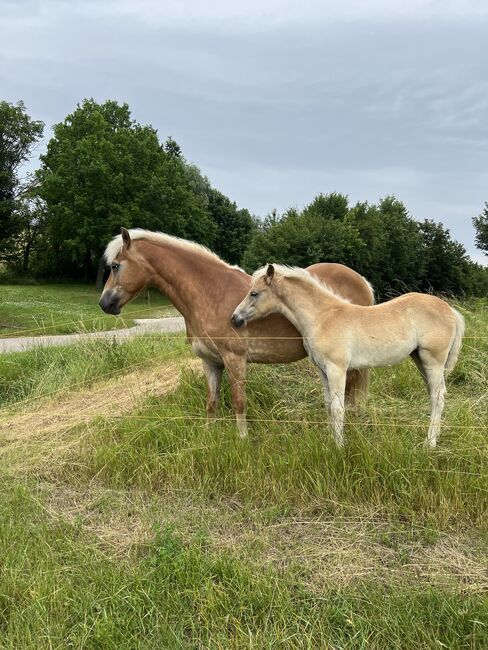 Edelbluthaflinger Stutfohlen, Selina Franke, Horses For Sale, Schmiedehausen, Image 2