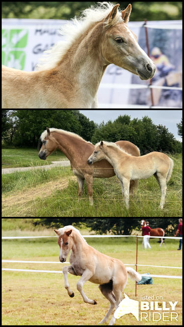 Edelbluthaflinger Stutfohlen, Selina Franke, Horses For Sale, Schmiedehausen, Image 4