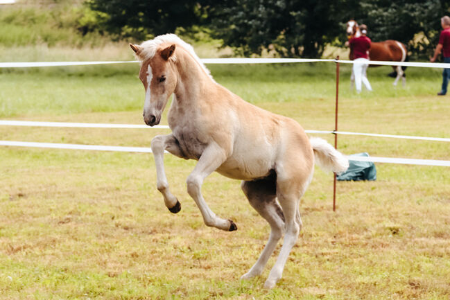 Edelbluthaflinger Stutfohlen, Selina Franke, Horses For Sale, Schmiedehausen, Image 3