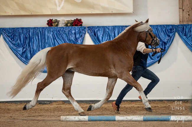 Edelbluthaflinger, Bärbel Krug , Horses For Sale, Ahorntal