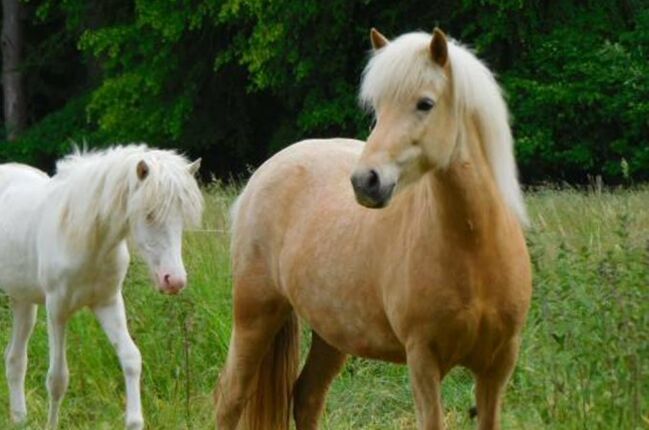 Tragende Stute für die Zucht und erfahrene Freizeitreiter, Islandpferde-aus-Island, Horses For Sale, Südisland