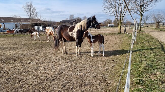 tragende, reinerbige Paint Horse Stute, Kerstin Rehbehn (Pferdemarketing Ost), Horses For Sale, Nienburg, Image 3