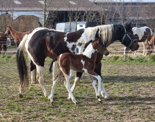 tragende, reinerbige Paint Horse Stute, Kerstin Rehbehn (Pferdemarketing Ost), Horses For Sale, Nienburg