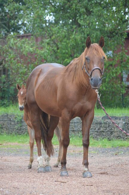 Tragende Quarter Horse Stute von Little Nic Tari, Kerstin Rehbehn (Pferdemarketing Ost), Horses For Sale, Nienburg, Image 3