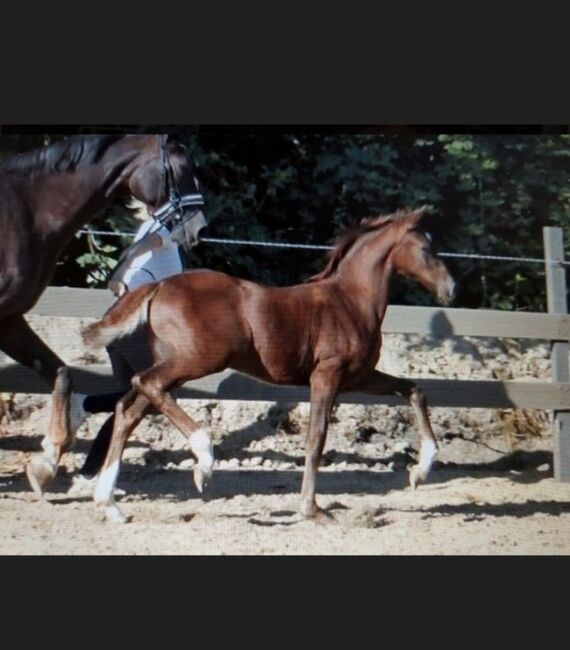 Prämiertes Stutfohlen von Total Hope, N.Ates, Horses For Sale, Velbert