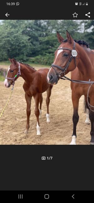 Prämiertes Stutfohlen von Jameson RS 2, N.Ates, Horses For Sale, Velbert