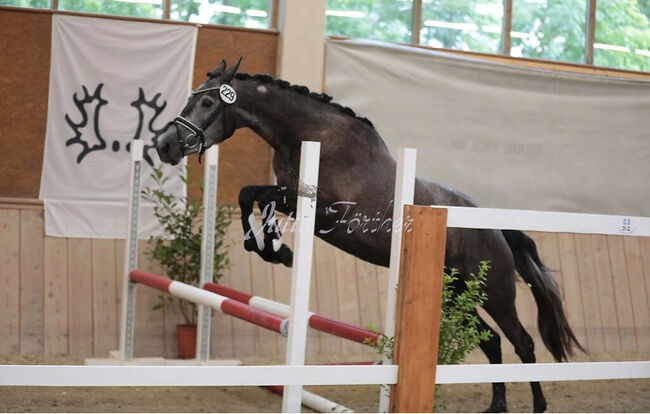 Prämienstute Trakehnerstute, Barbara , Horses For Sale, St. Michael 