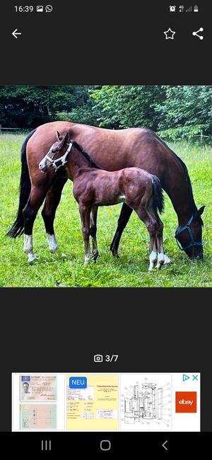 Prämiertes Stutfohlen von Jameson RS 2, N.Ates, Horses For Sale, Velbert, Image 3