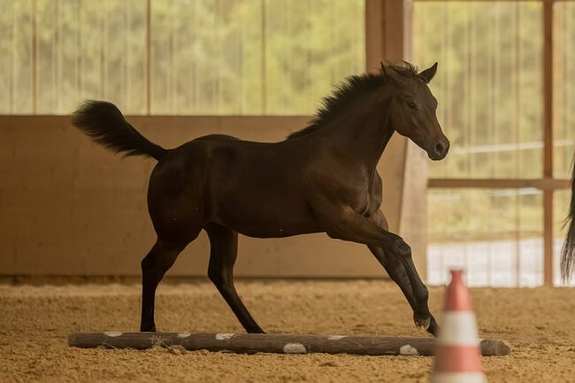 Prämierter Quarter Horse Nachwuchshengst mit Ausstrahlung und Perspektive, Kerstin Rehbehn (Pferdemarketing Ost), Horses For Sale, Nienburg
