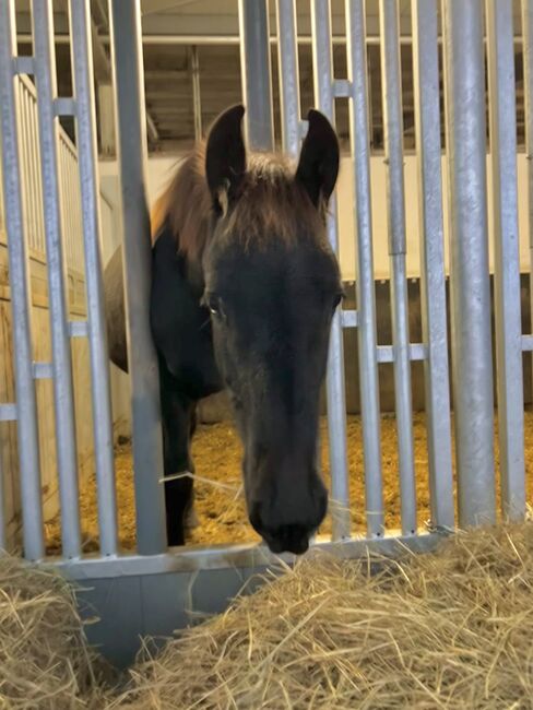 Prämierter Jährling Hengst KFPS, Susan Schächtele, Horses For Sale, Alzenau, Image 8