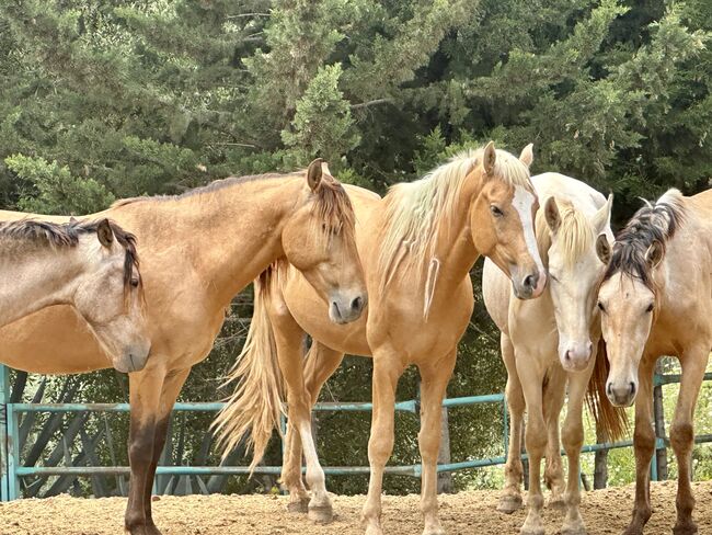 PRE‘s zu verkaufen, Mike Rösler Wolff, Horses For Sale, Mettlen 