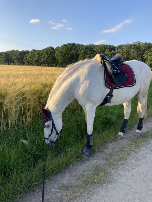 Prestige D1, Prestige  Modi D1, Zola, Dressage Saddle, Duisburg, Image 3