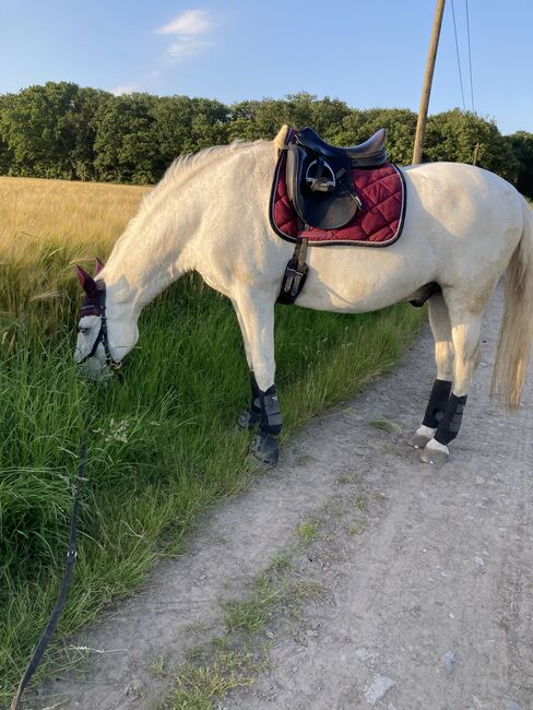 Prestige D1, Prestige  Modi D1, Zola, Dressage Saddle, Duisburg, Image 9