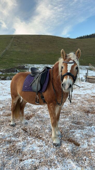 Prestige Doge, Rosemarie Hafner, Dressage Saddle, Thörl