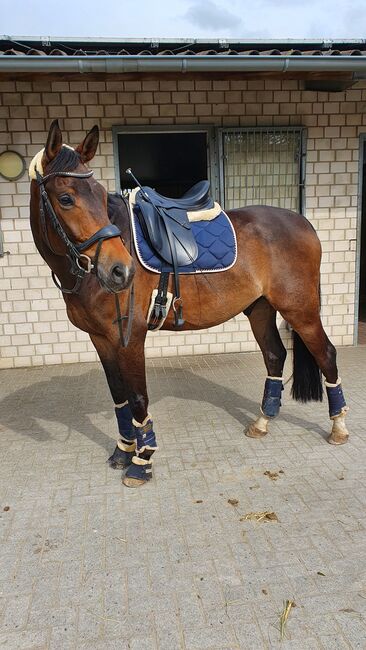 Dressursattel Prestige, Prestige Bergamo Lux, Verena , Dressage Saddle, Drensteinfurt , Image 2