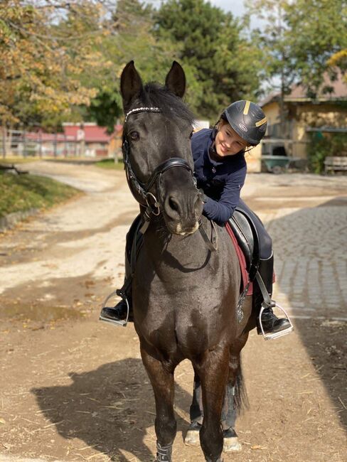 Prestige Lucky Dressage Sattel, Prestige Lucky Dressage, Gerlinde , Dressage Saddle, Wien