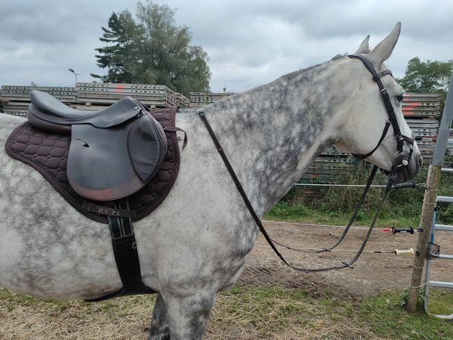 Prestige roma jump 18 Zoll braun 33 Kammer, Prestige  Roma jump , Gudrun Reis , Jumping Saddle, St. Wendel, Image 3