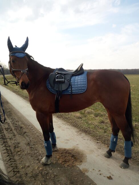Sattel Prestige Venezia VSS, Prestige  Venezia , Monique , All Purpose Saddle, Frohburg 