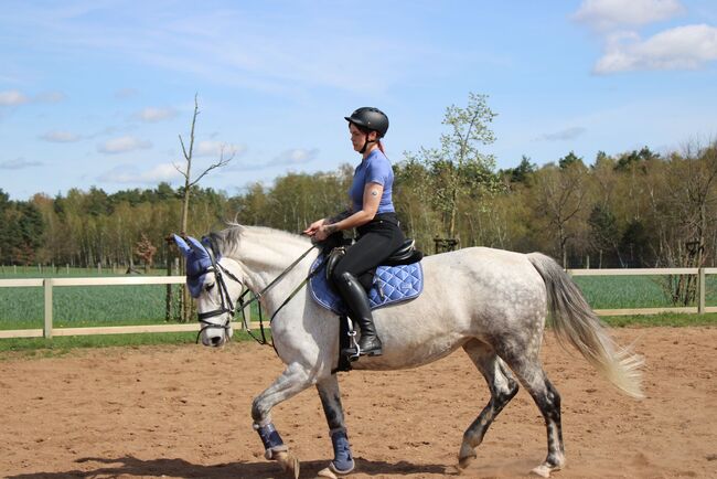 Gehobenes Freizeitpferd KWPN Stute, Josefin Nitzschke , Horses For Sale, Grünewalde, Image 9