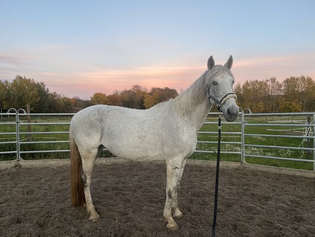 Hübsche 13jährige Orlowski-Traber Stute, Steffi M., Horses For Sale, Laudenbach