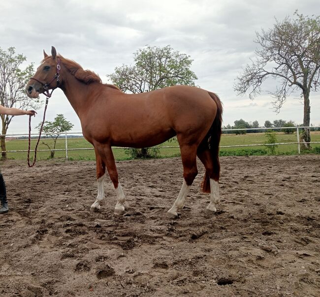 hübsche 15 jährige Fuchsstute 'LeeLou', sucht ein Zuhause als Beistell. - o. Freizeitpferd, Josi, Horses For Sale, Oderaue, Image 3