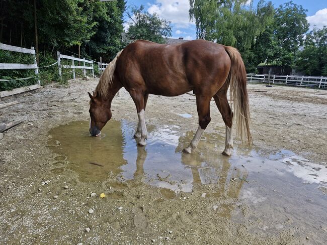 Hübscher 6 jähriger Paint Horse Wallach für ambitionierten Freizeitreiter, Elisabeth Sauerer , Horses For Sale, Ergolding, Image 6