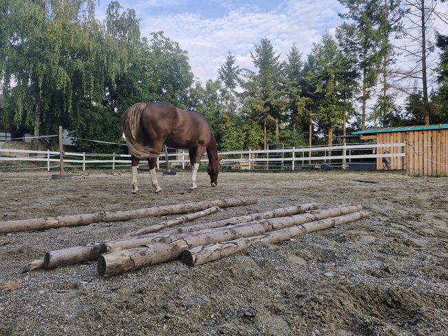 Hübscher 6 jähriger Paint Horse Wallach für ambitionierten Freizeitreiter, Elisabeth Sauerer , Horses For Sale, Ergolding, Image 3