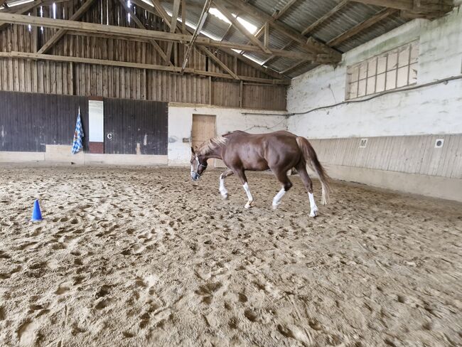 Hübscher 6 jähriger Paint Horse Wallach für ambitionierten Freizeitreiter, Elisabeth Sauerer , Horses For Sale, Ergolding, Image 9