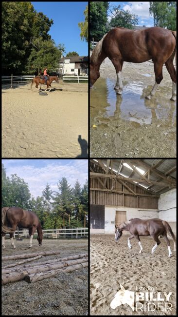 Hübscher 6 jähriger Paint Horse Wallach für ambitionierten Freizeitreiter, Elisabeth Sauerer , Horses For Sale, Ergolding, Image 10