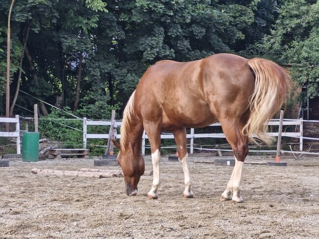 Hübscher 6 jähriger Paint Horse Wallach für ambitionierten Freizeitreiter, Elisabeth Sauerer , Horses For Sale, Ergolding, Image 2