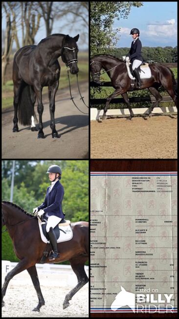 Bildhübsche 7 jährige Dressurstute zu verkaufen, Fiona Oppl, Horses For Sale, Baumgarten am Tullnerfeld, Image 7