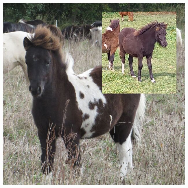 Hübsche liebenswerte Shetty Absetzer,  Hengst, Shetland Pony,  Partbred, ZvS, Horses For Sale, Tangerhütte 
