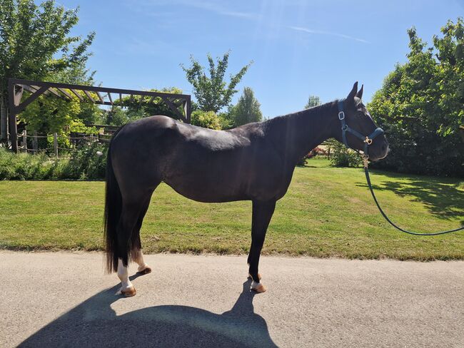 Bildhübsche AQHA Stute mit Top-Abstammung und großem Zuchtpotenzial, Kerstin Rehbehn (Pferdemarketing Ost), Horses For Sale, Nienburg