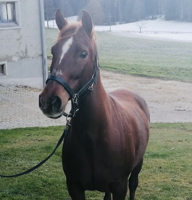 Hübsche Araber Stute, Anna Bischof, Horses For Sale, Sankt Peter am Kammersberg, Image 3