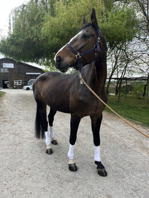 Hübsche Bayernstute mit guter Abstammung, Nele Schneider, Horses For Sale, Buchen (Odenwald)