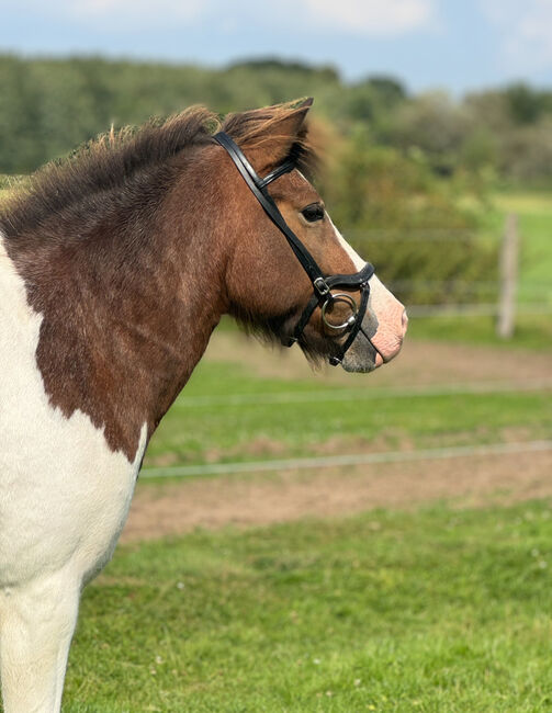 Hübsche Braunscheckstute für Familie, Freizeit, Sport, MS, Horses For Sale, Hamburg