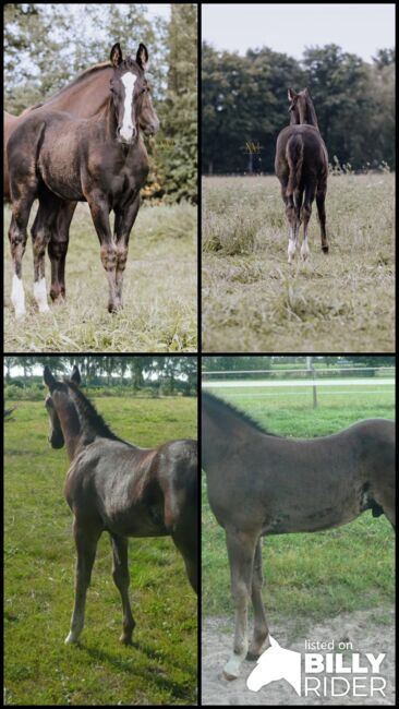 Bildhübscher, schwarzer Quarter Horse Jährling mit top Reining Pedigree, Kerstin Rehbehn (Pferdemarketing Ost), Horses For Sale, Nienburg, Image 17