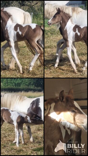 Bildhübscher Rappsilber/Windfarbschecke im Warmbluttyp, Nadine  (Shettyzucht Frechdachs ), Horses For Sale, Heringen, Image 6