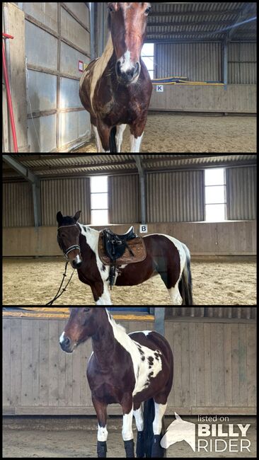 hübsche Braunscheck-Stute “Bibi”, Ute Stolzenberg, Horses For Sale, Düren, Image 5