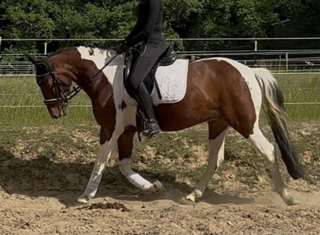 hübsche Braunscheck-Stute “Bibi”, Ute Stolzenberg, Horses For Sale, Düren, Image 4