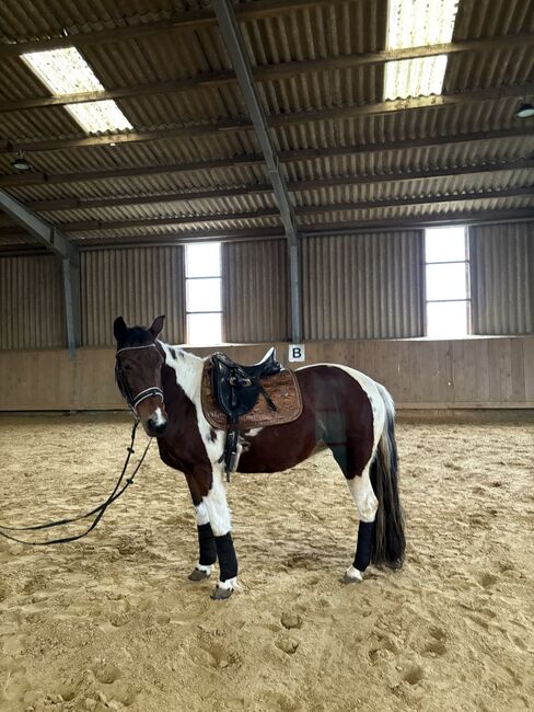 hübsche Braunscheck-Stute “Bibi”, Ute Stolzenberg, Horses For Sale, Düren, Image 3