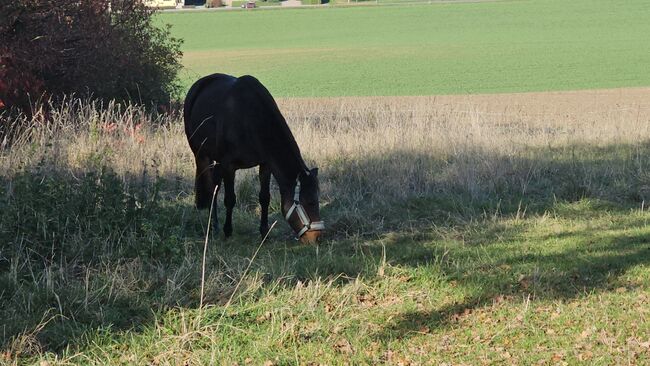 Hübsche Connamara Trabermix Stute, Michèle Haupt, Horses For Sale, Camburg , Image 7